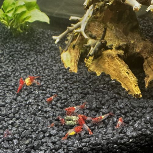 Crevettes neocaridina rilli red #3