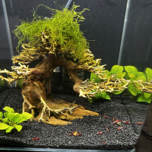Crevettes neocaridina rilli red #4