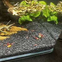 Crevettes neocaridina rilli red #1