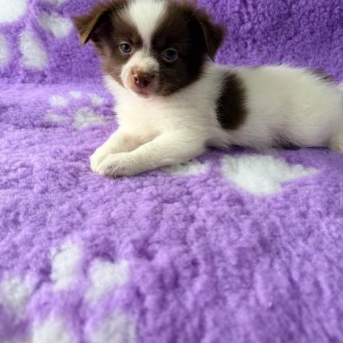 Pomchi male chocolat et blanc #0