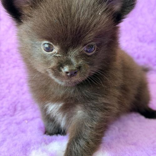 Pomchi femelle noir et blanche #0