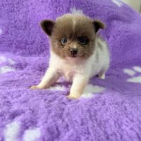 Pomchi male lavande et blanc