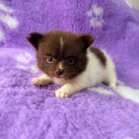 Pomchi femelle chocolat et blanche