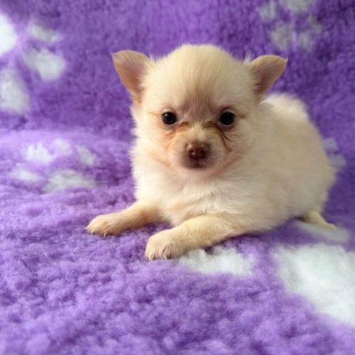 Pomchi femelle creme #0