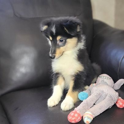 Chiot  type berger des shetlands (femelle)