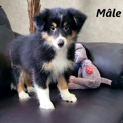 Chiots type berger des shetlands #2
