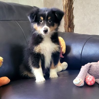 Chiots type berger des shetlands #6