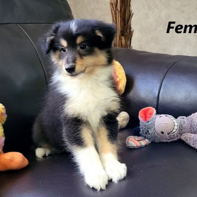Chiots type berger des shetlands #8