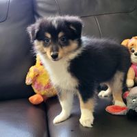 Chiots type berger des shetlands #1