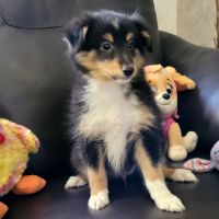 Chiots type berger des shetlands #3