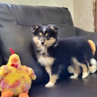 Chiots type berger des shetlands #4