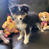 Chiots type berger des shetlands #5