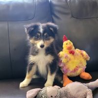 Chiots type berger des shetlands #7