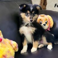 Chiots type berger des shetlands