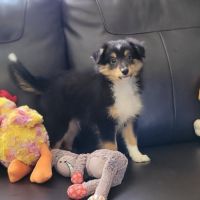Chiots type berger des shetlands #10