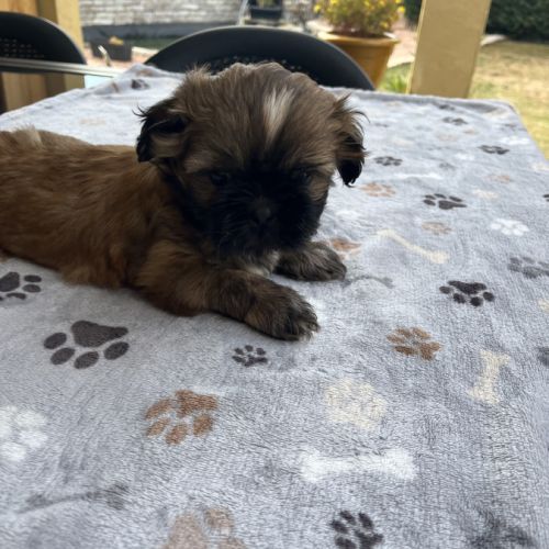 Magnifique chiot shih tzu #4