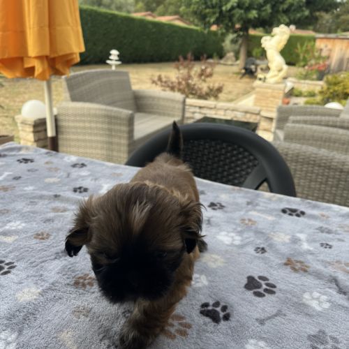Magnifique chiot shih tzu #0