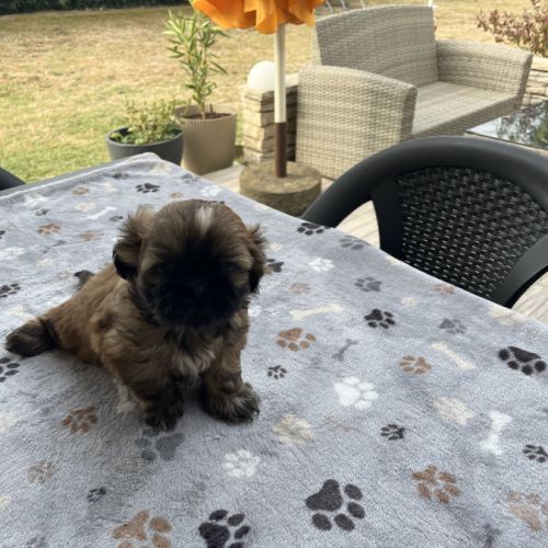 Magnifique chiot shih tzu #6