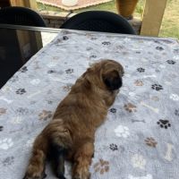 Magnifique chiot shih tzu #1