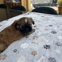 Magnifique chiot shih tzu #2