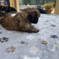 Magnifique chiot shih tzu #3