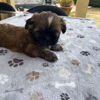 Magnifique chiot shih tzu #4