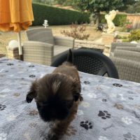 Magnifique chiot shih tzu