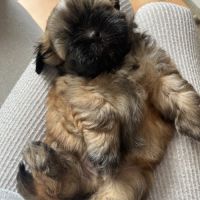 Magnifique chiot shih tzu #7