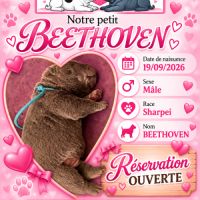 À réserver 5 chiots shar pei #2
