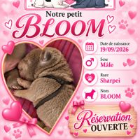 À réserver 5 chiots shar pei #3
