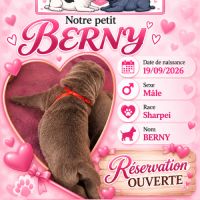 À réserver 5 chiots shar pei #5