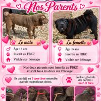 À réserver 5 chiots shar pei #6