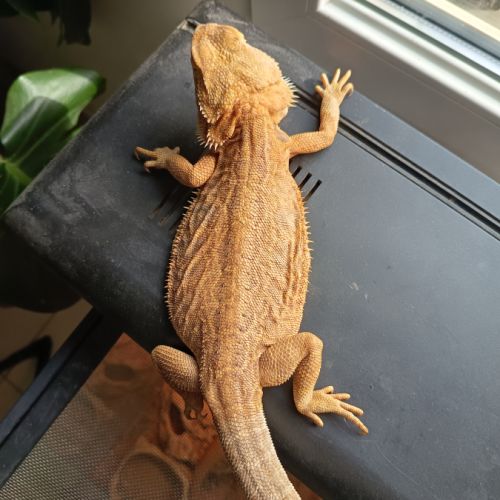 Couple pogona #1