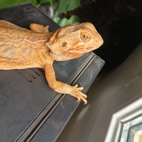 Couple pogona #2
