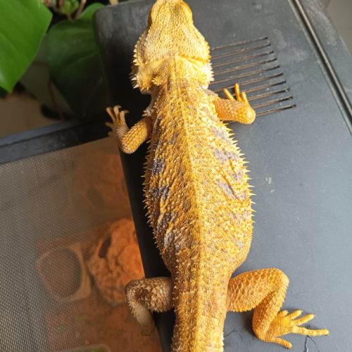 Couple pogona #3
