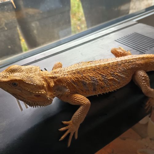 Couple pogona