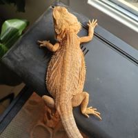 Couple pogona #1