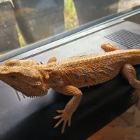 Couple pogona #0