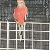 Bourke opaline