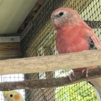Bourke opaline #2