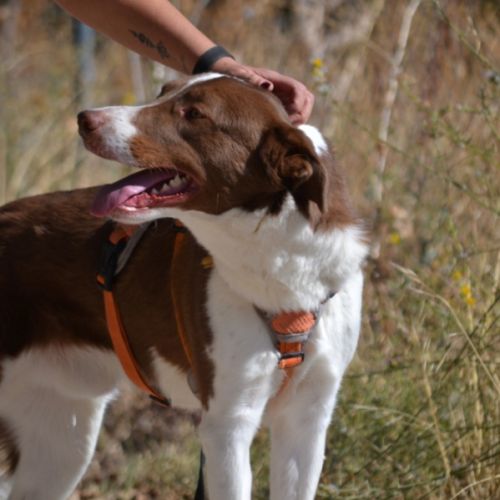 Taco, jeune chien de 2 ans parfait et équilibré #3