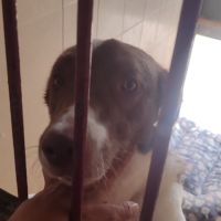 Taco, jeune chien de 2 ans parfait et équilibré #1
