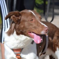 Taco, jeune chien de 2 ans parfait et équilibré
