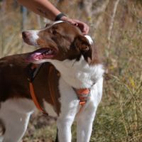 Taco, jeune chien de 2 ans parfait et équilibré #3