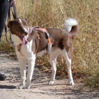 Taco, jeune chien de 2 ans parfait et équilibré #4