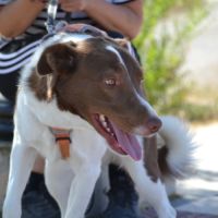 Taco, jeune chien de 2 ans parfait et équilibré #5