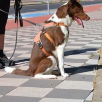 Taco, jeune chien de 2 ans parfait et équilibré #6