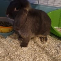 Lapine bélier