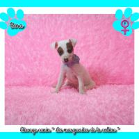 Chiots jack russell terrier à réserver. #5