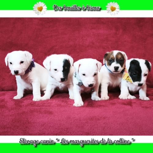 Chiots jack russell terrier à réserver. #0